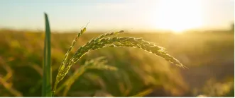 AgricultureAgriculture